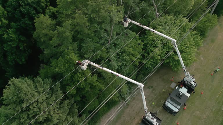 Why Choose Our Tree Removal Services in Guernsey, WY?